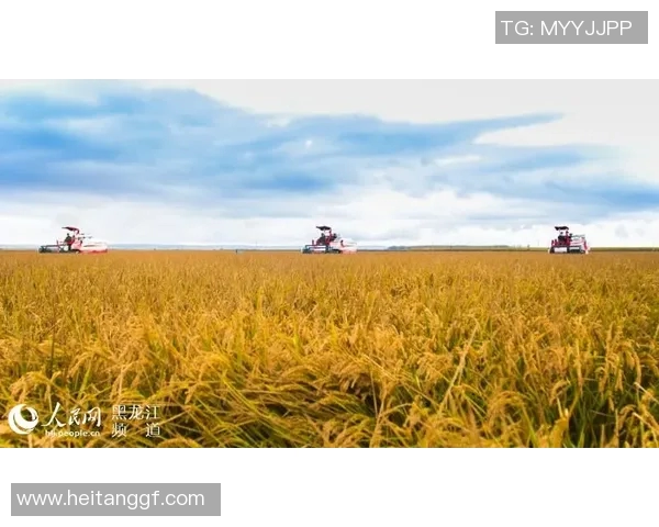 五谷丰登:探讨五谷农作物的种植历史、文化与现代农业发展趋势 五谷丰登:探讨五谷农作物的种植历史、文化与现代农业发展趋势